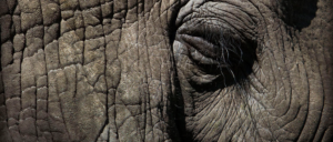 Elefantenschutz Botswana afrika