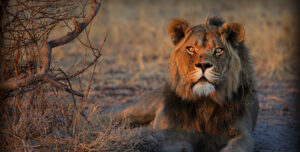 Löwenschutz in Botswana, Okavango Delta, Afrika